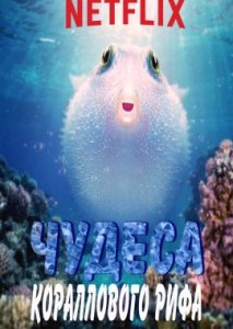 Чудеса кораллового рифа Чудеса кораллового рифа